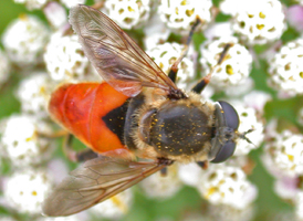 Lejops curvipes
